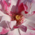 Roze - Floribunda roos - Abigaile ®